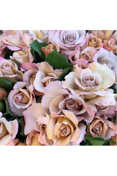 Троянда Стефан Руло в букеті